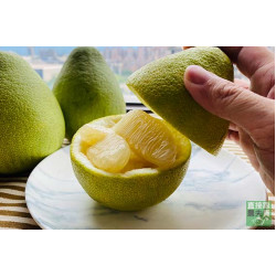 四十年老欉麻豆文旦