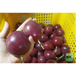 紅寶石 有機台農一號百香果