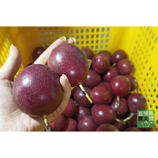 紅寶石 有機台農一號百香果